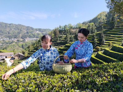 萧氏茶业 匠心传承，一杯红茶的岁月芬芳