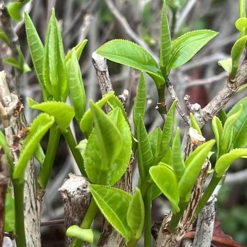 英德红茶有何特点?怎么选?